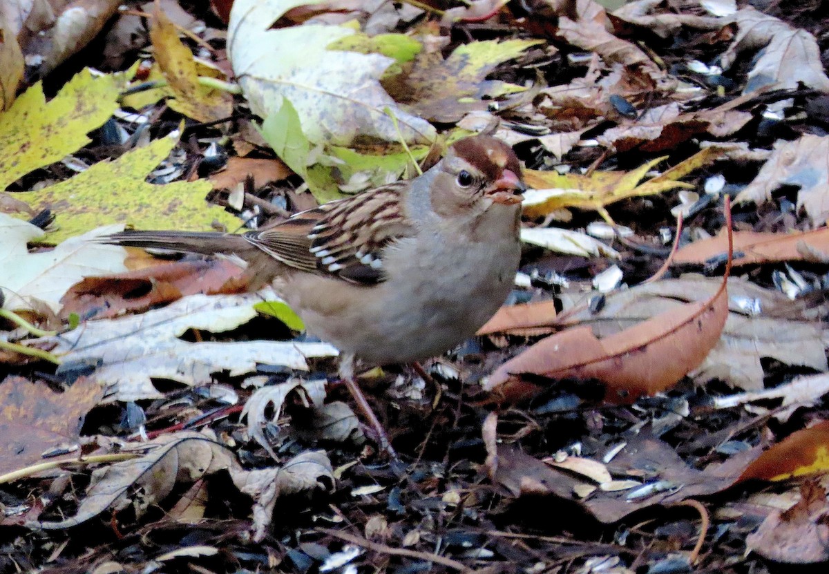 White-crowned Sparrow - ML275392351