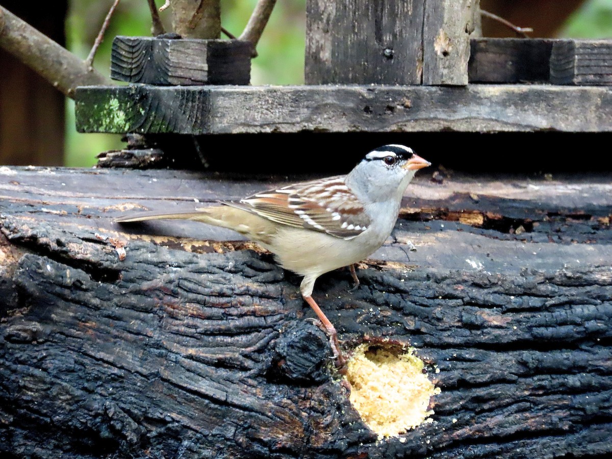 White-crowned Sparrow - ML275392421