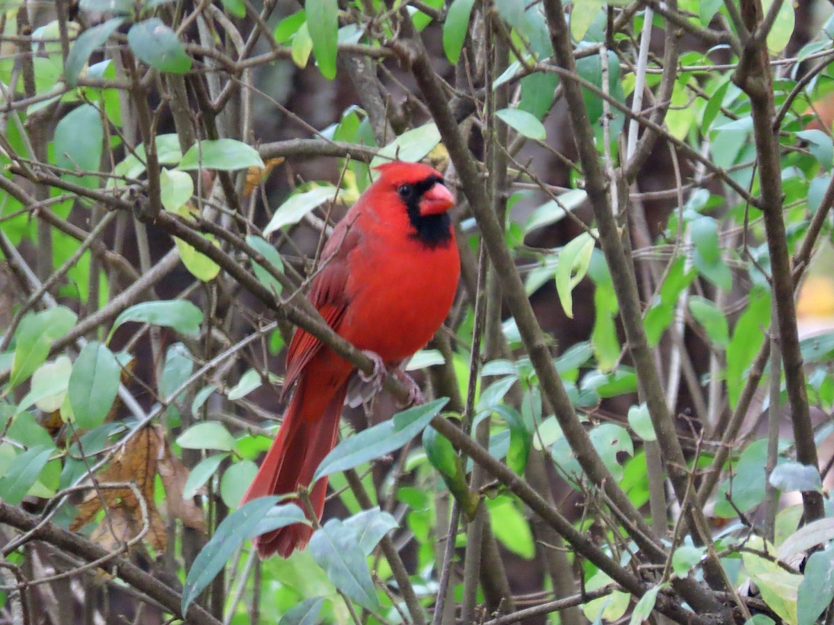 Northern Cardinal - ML275392481