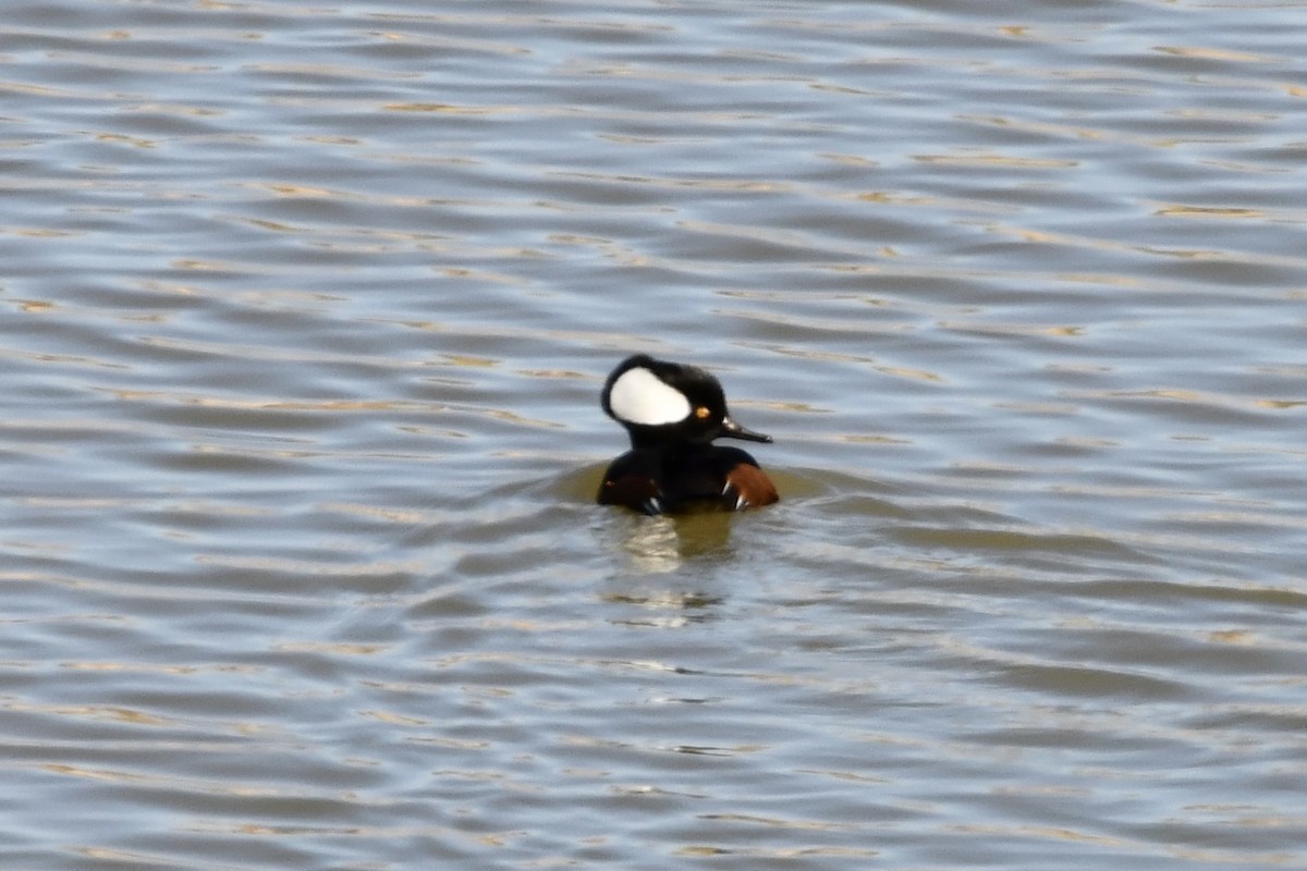 Hooded Merganser - ML275392631