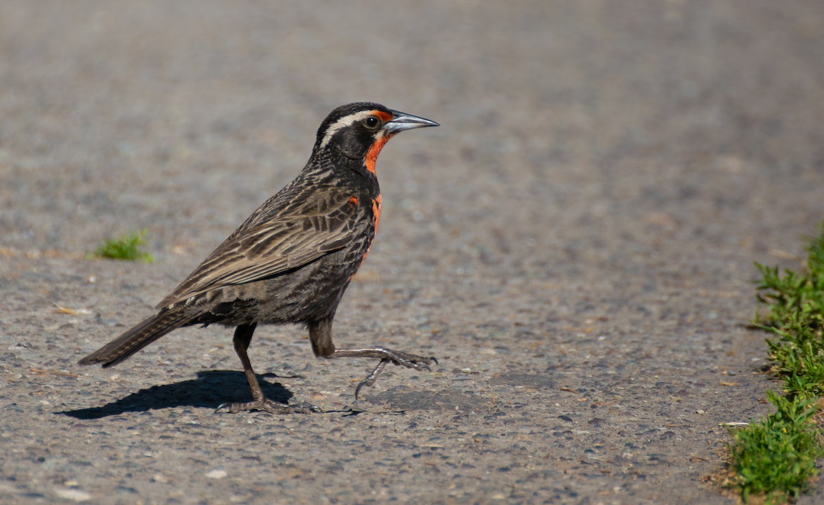 Long-tailed Meadowlark - ML275392681