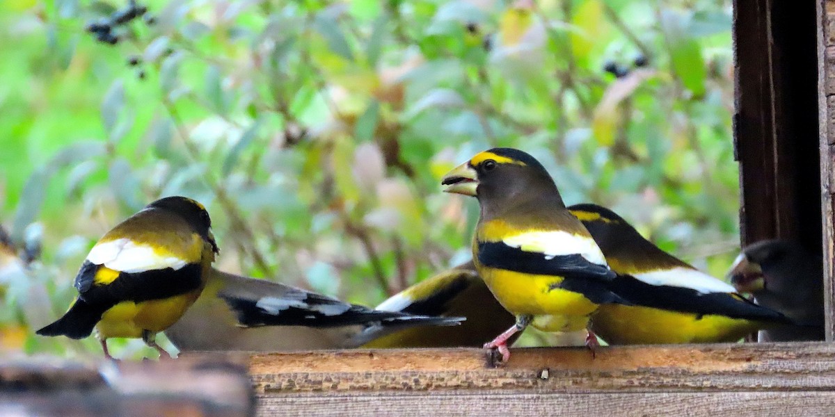 Evening Grosbeak - ML275392821