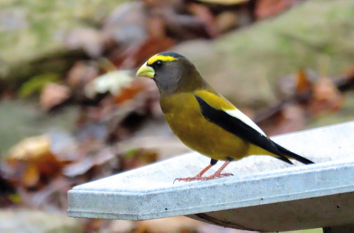 Evening Grosbeak - ML275392841