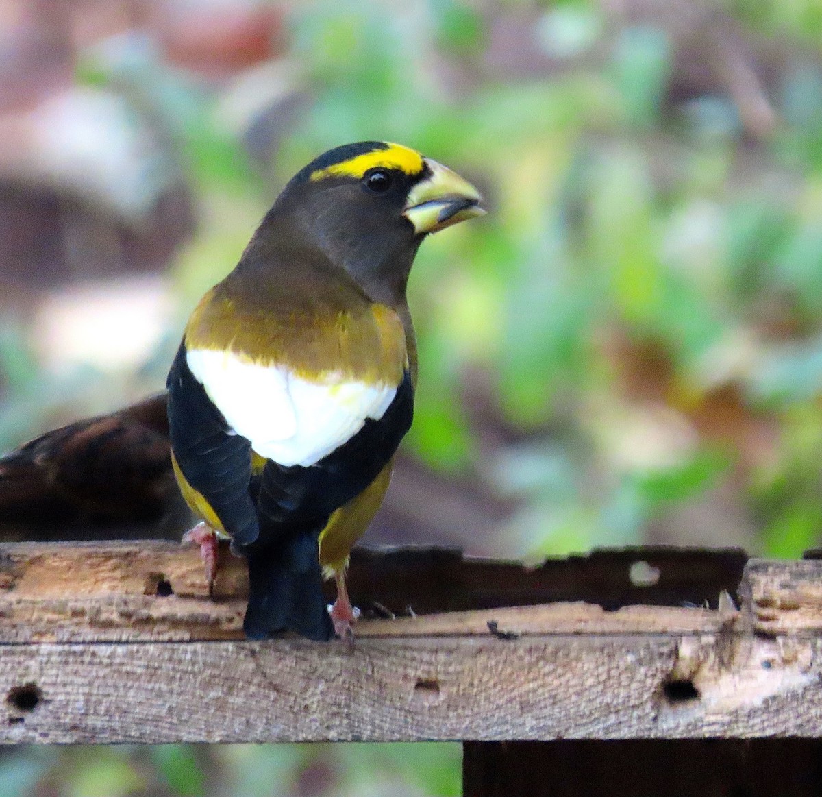 Evening Grosbeak - ML275392861