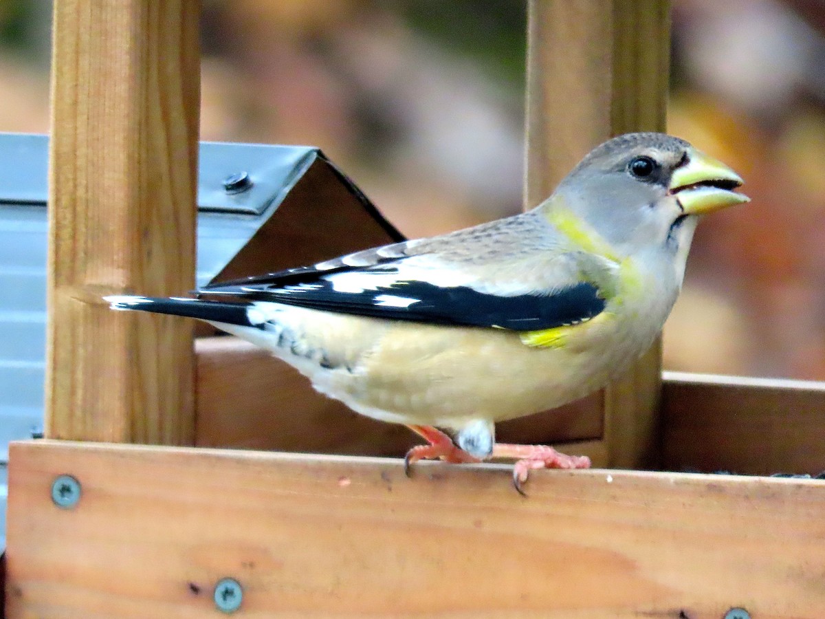 Evening Grosbeak - ML275392891