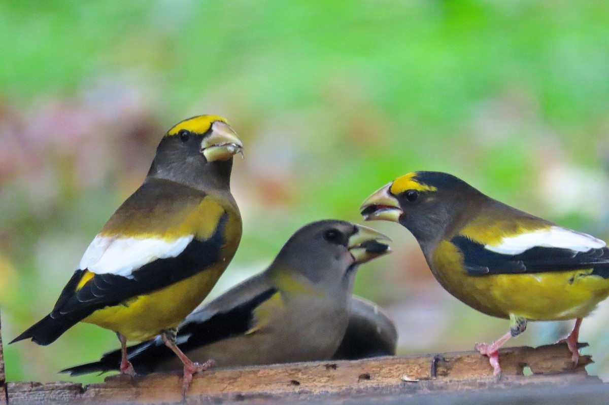 Evening Grosbeak - ML275392901