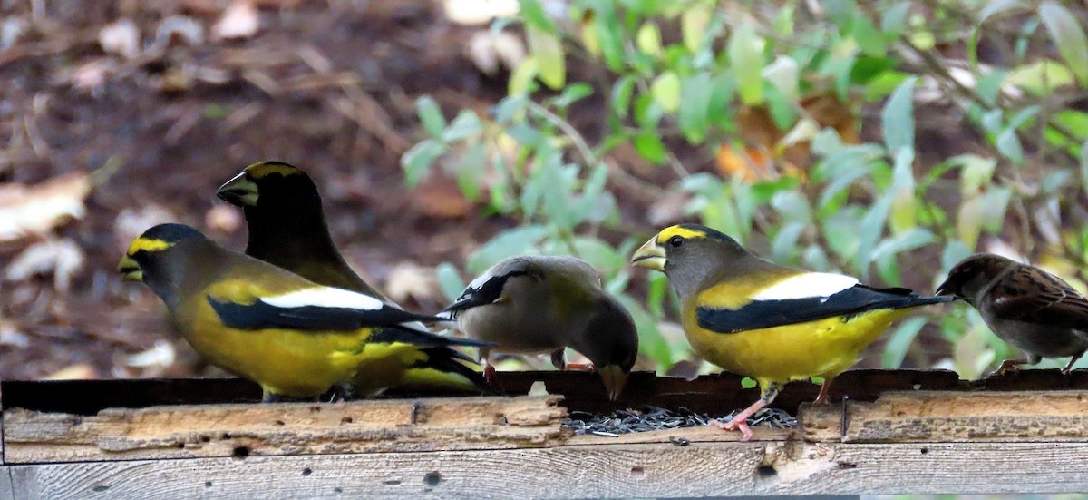 Evening Grosbeak - ML275392921