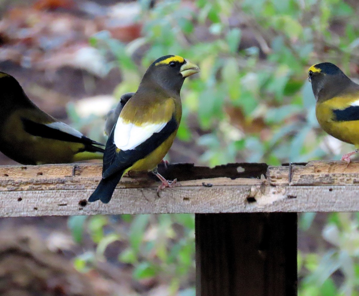 Evening Grosbeak - ML275393021