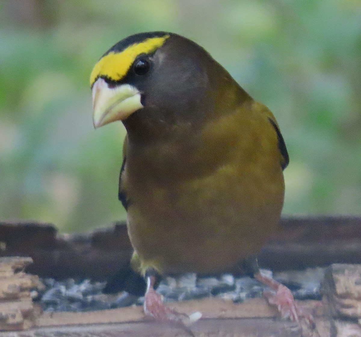 Evening Grosbeak - ML275393101