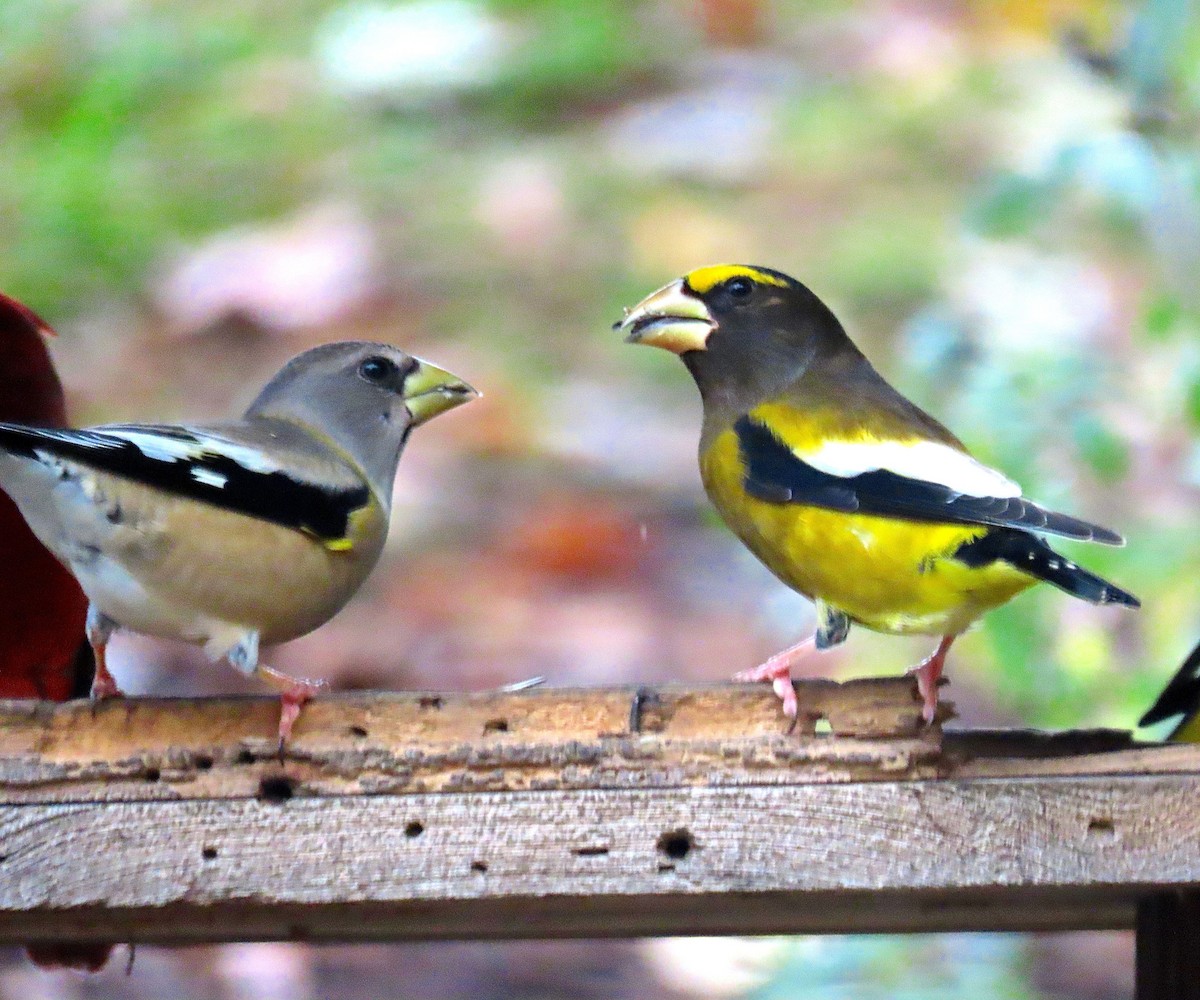 Evening Grosbeak - ML275393111