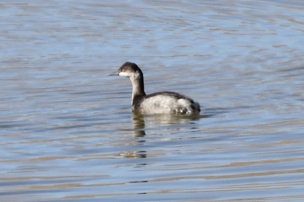 Eared Grebe - ML275394231