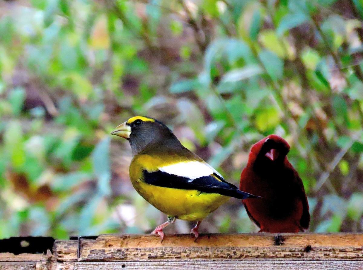 Evening Grosbeak - ML275394701