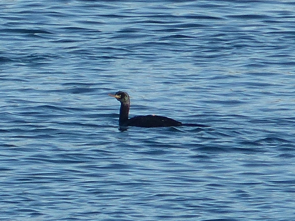 Cormorán Pelágico - ML275396201