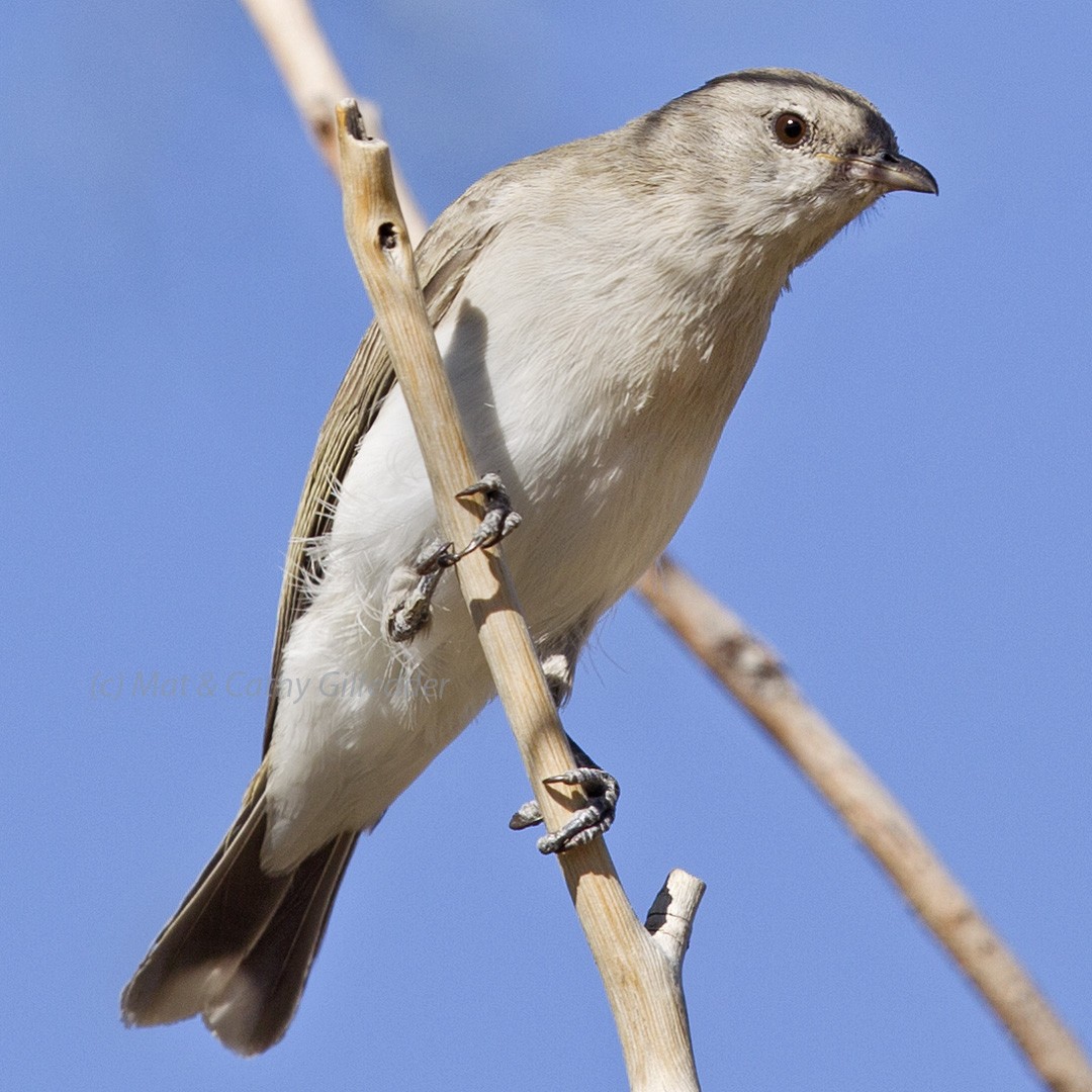 Gray Honeyeater - ML275396721