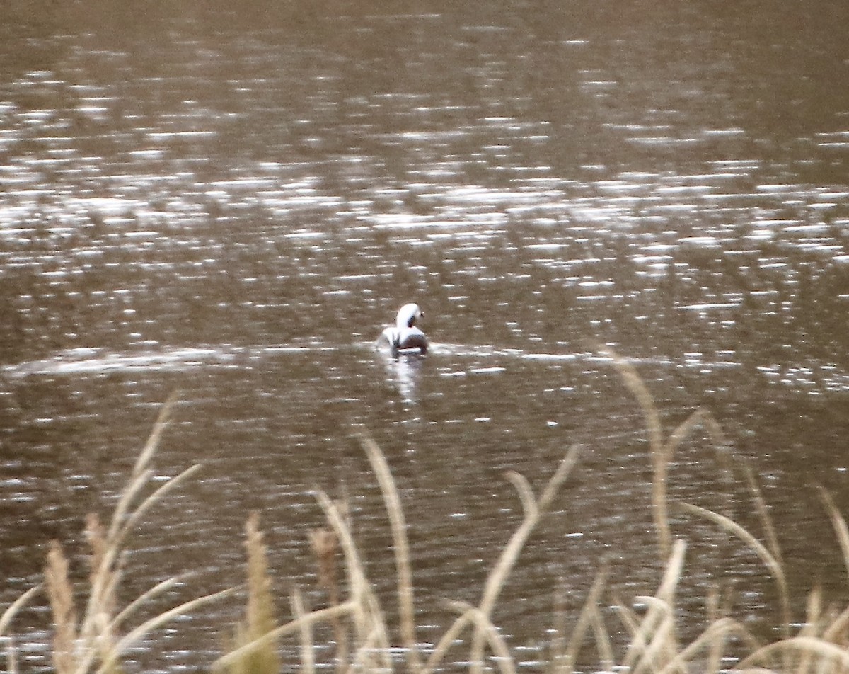 Long-tailed Duck - ML275398751