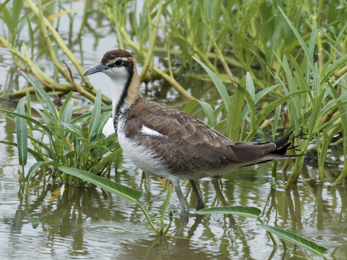 Pheasant-tailed Jacana - ML275399021