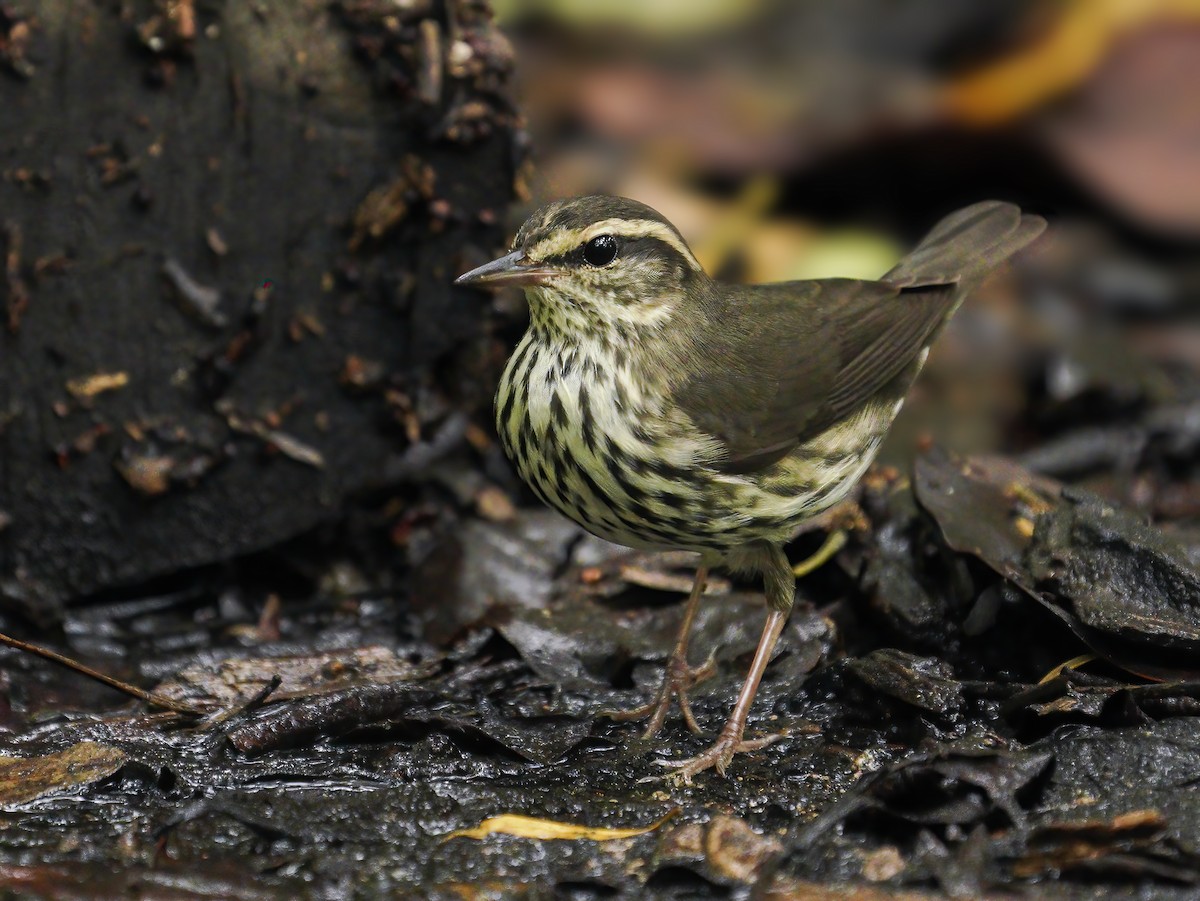 Northern Waterthrush - Anonymous