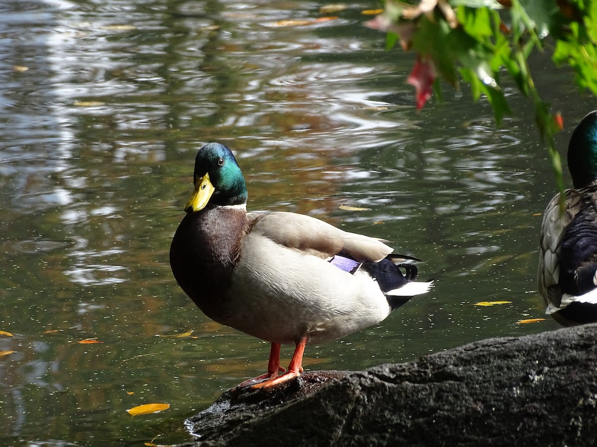 Canard colvert - ML275399451