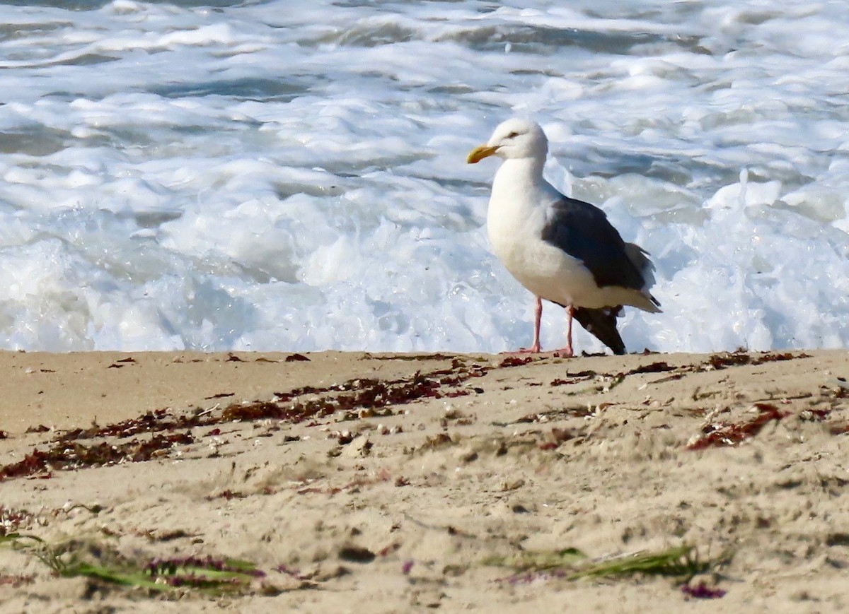 Goéland d'Audubon - ML275399641