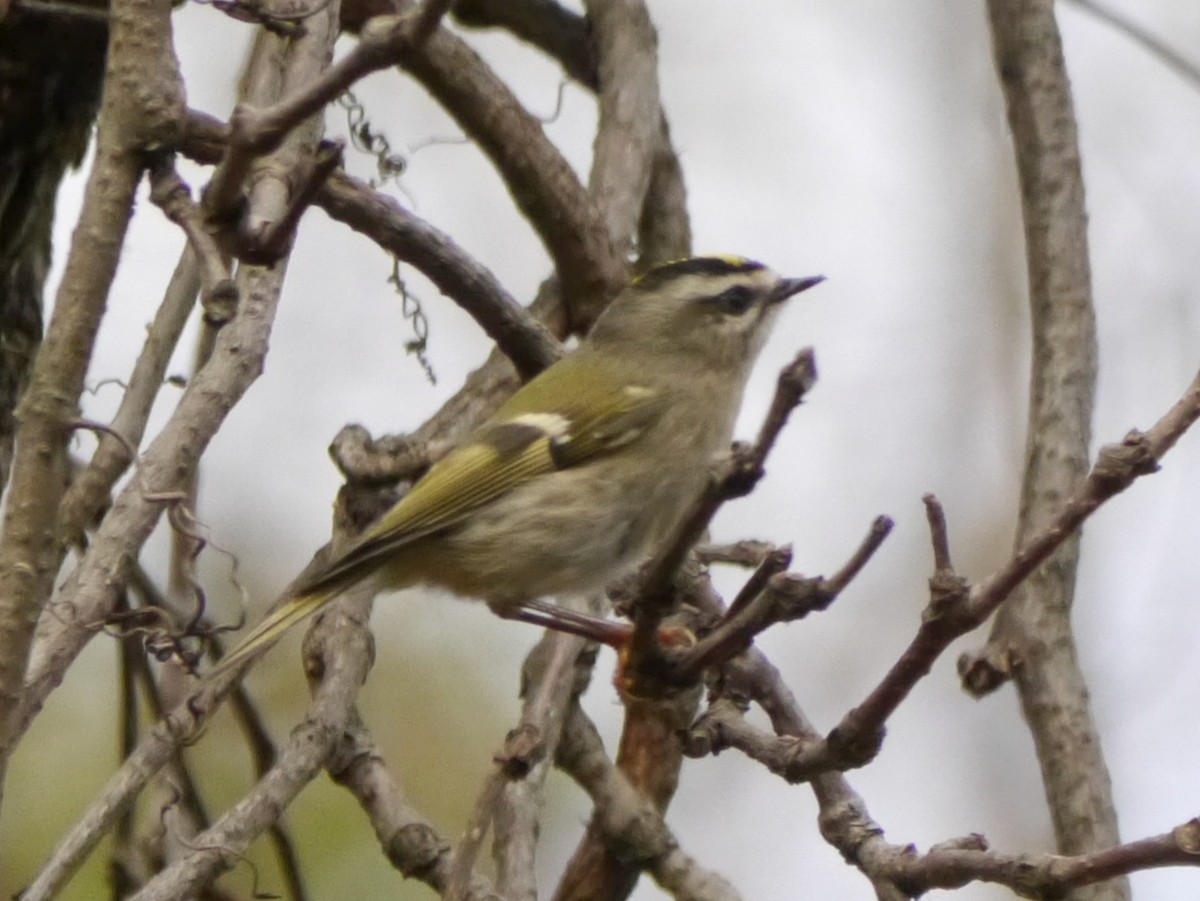 Golden-crowned Kinglet - ML275400241