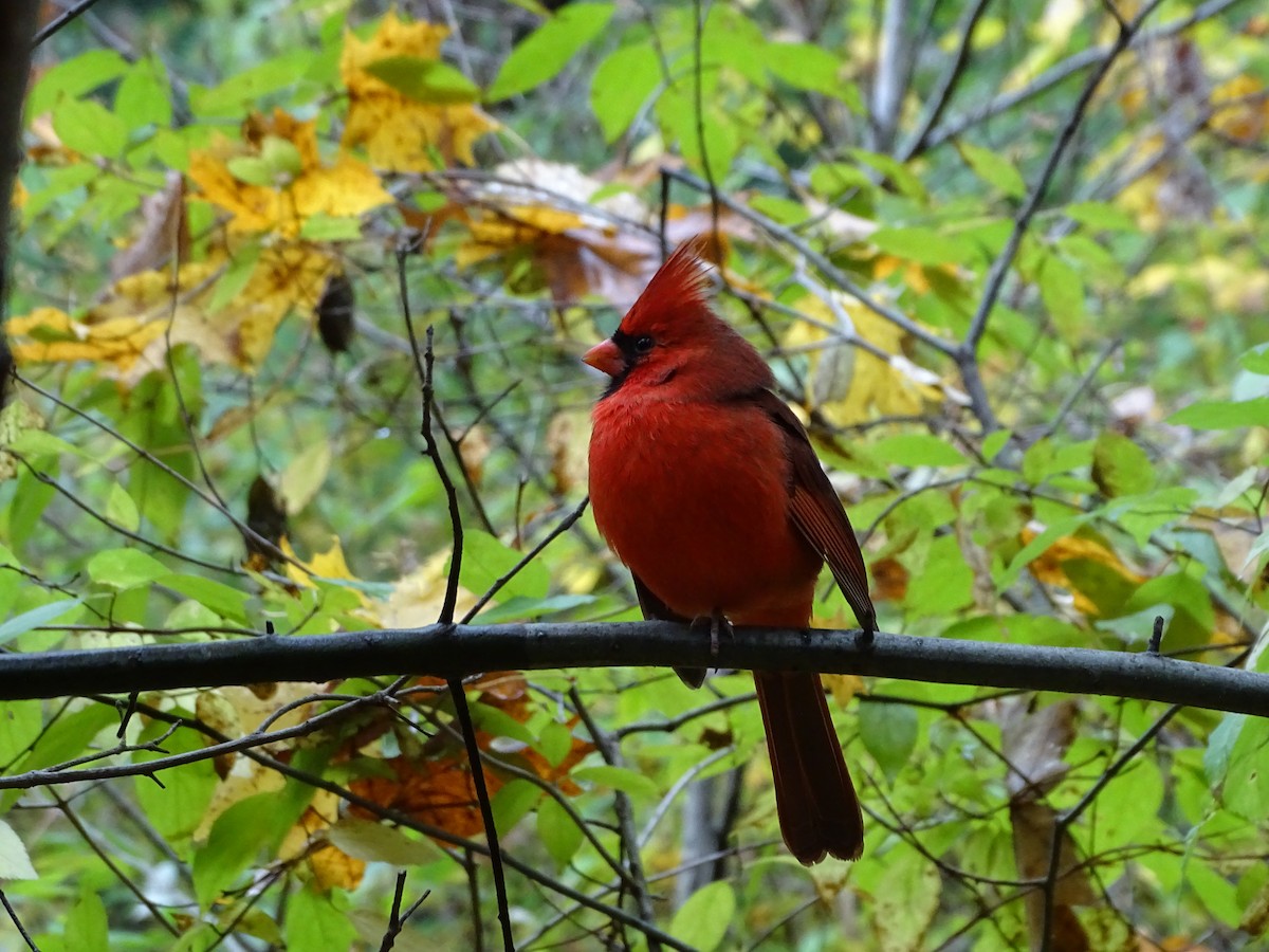 Northern Cardinal - ML275401131
