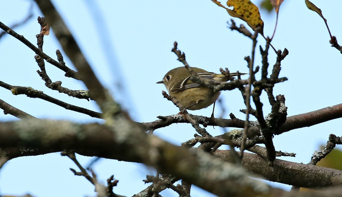 Ruby-crowned Kinglet - Kyle Gage