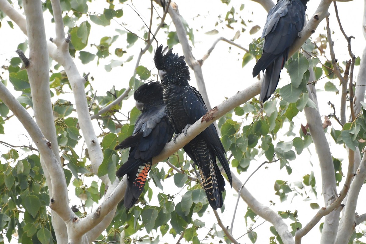 Red-tailed Black-Cockatoo - ML275403251