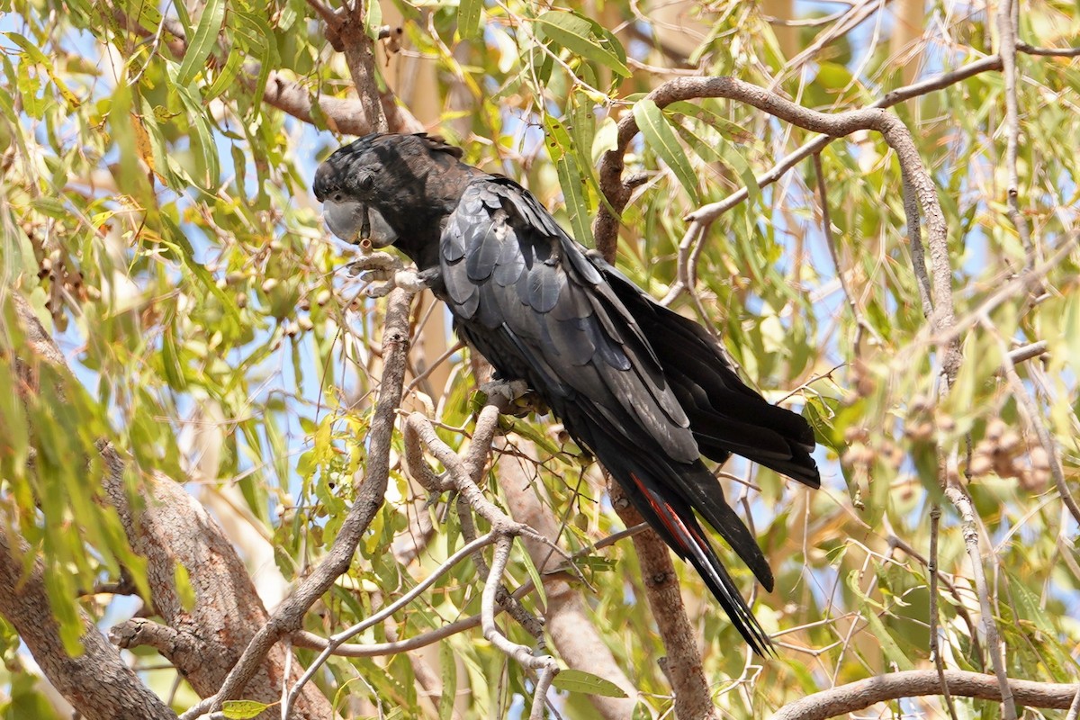 Red-tailed Black-Cockatoo - ML275403281