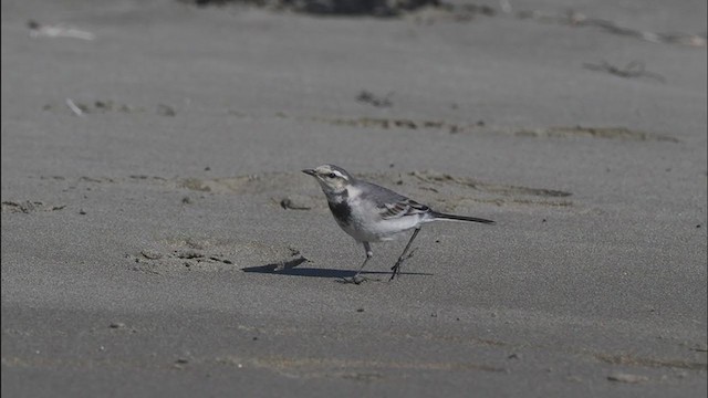 White Wagtail (ocularis) - ML275406471