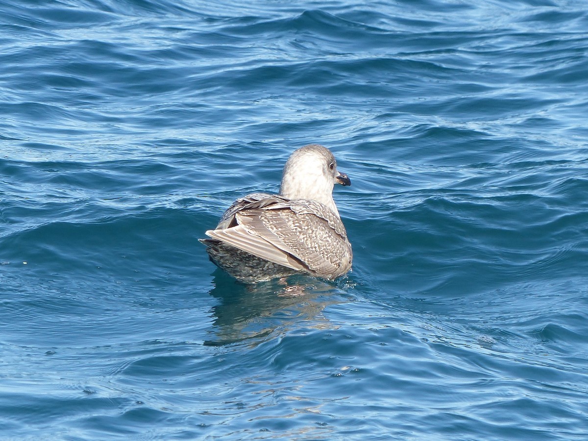 Glaucous-winged Gull - Eamon Corbett