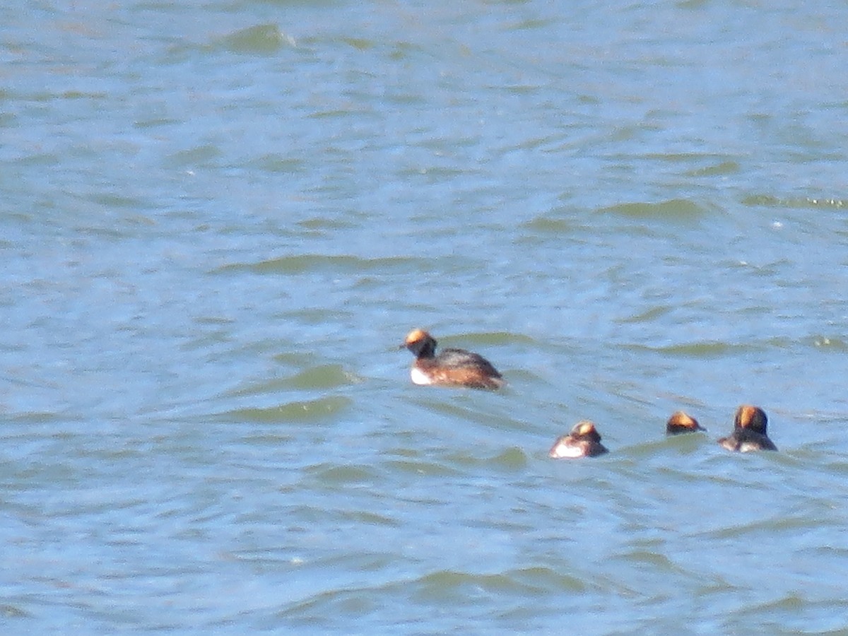 Horned Grebe - ML27540801