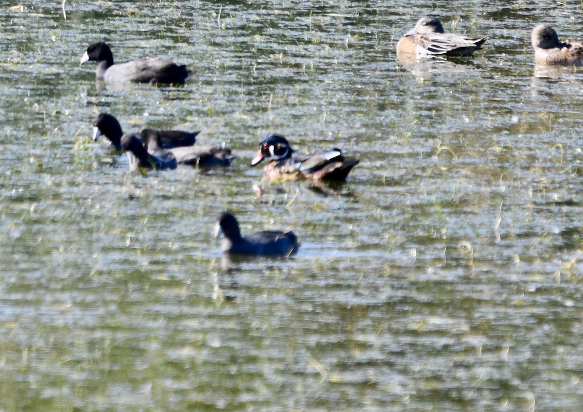 Wood Duck - ML275408681