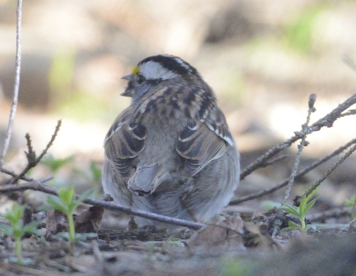 White-throated Sparrow - ML27540991