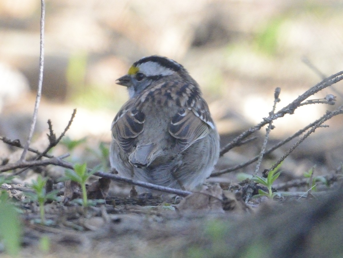 White-throated Sparrow - ML27541001