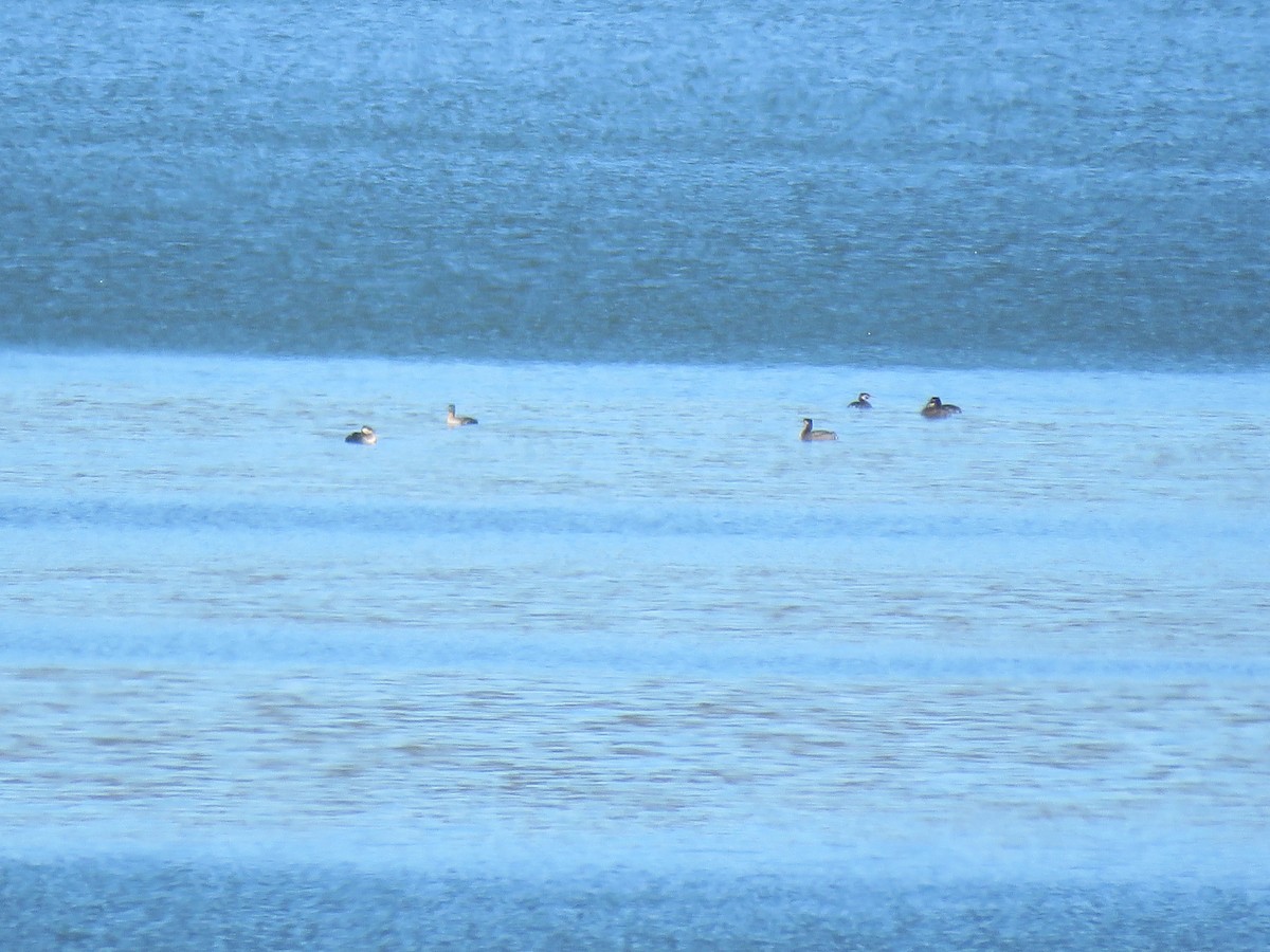 Red-necked Grebe - ML27541231