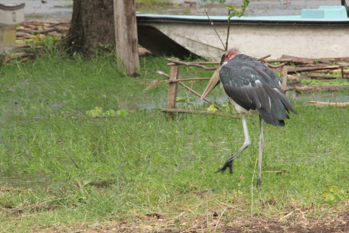 Marabou Stork - Curt Nehrkorn