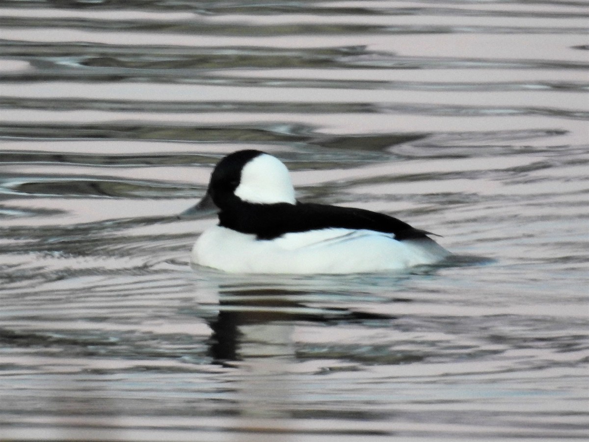 Bufflehead - ML275412421