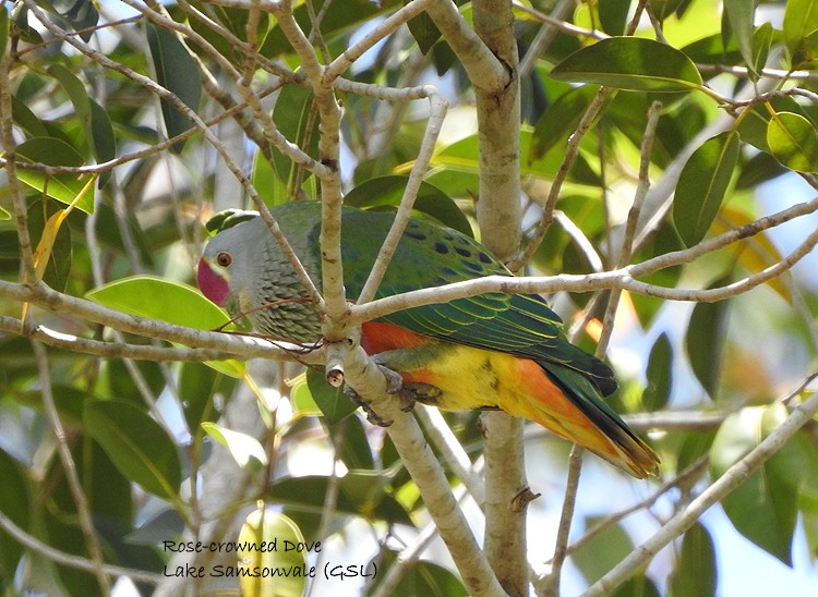 Rose-crowned Fruit-Dove - Marie Tarrant