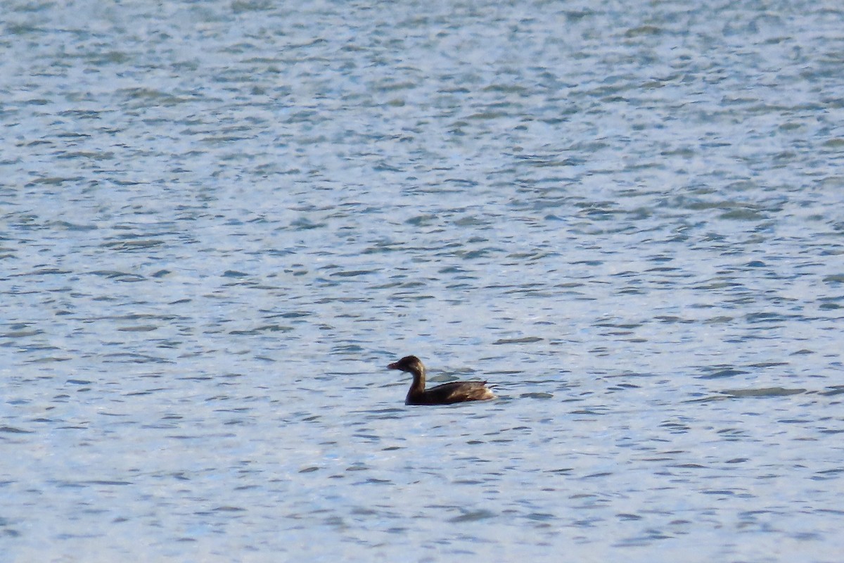 Pied-billed Grebe - ML275413261