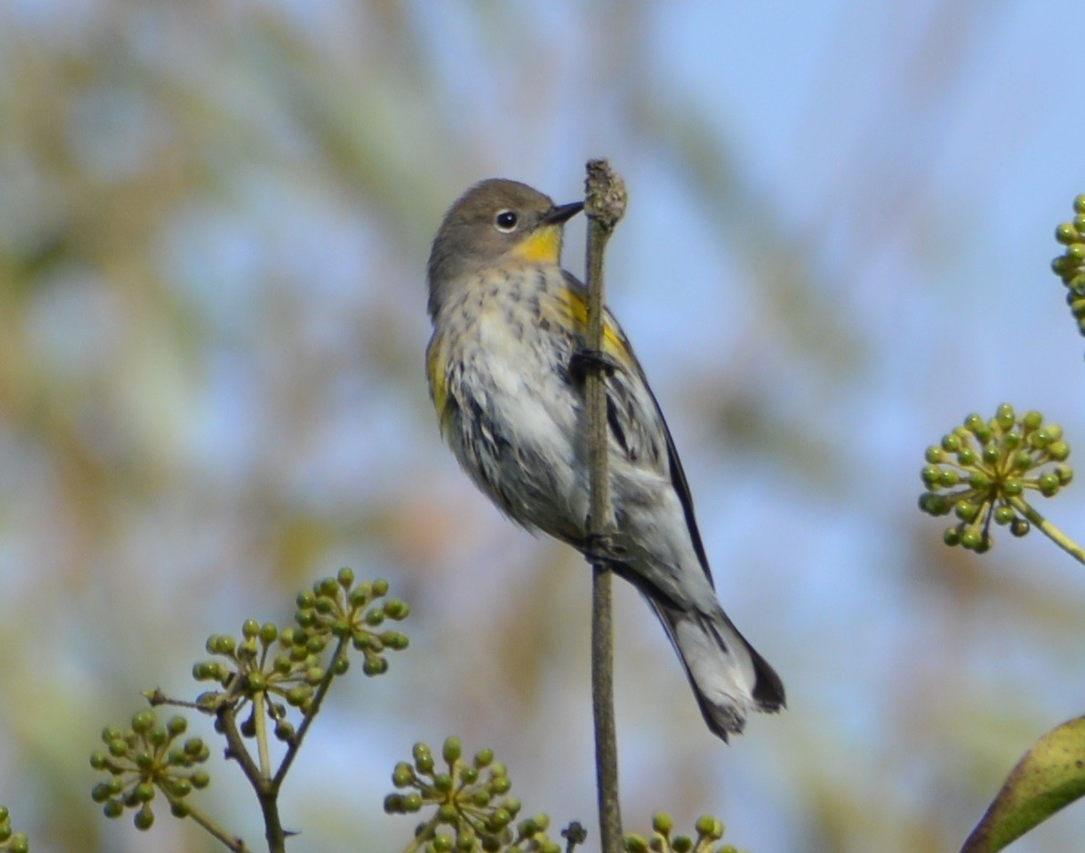 Yellow-rumped Warbler (Audubon's) - ML275413591
