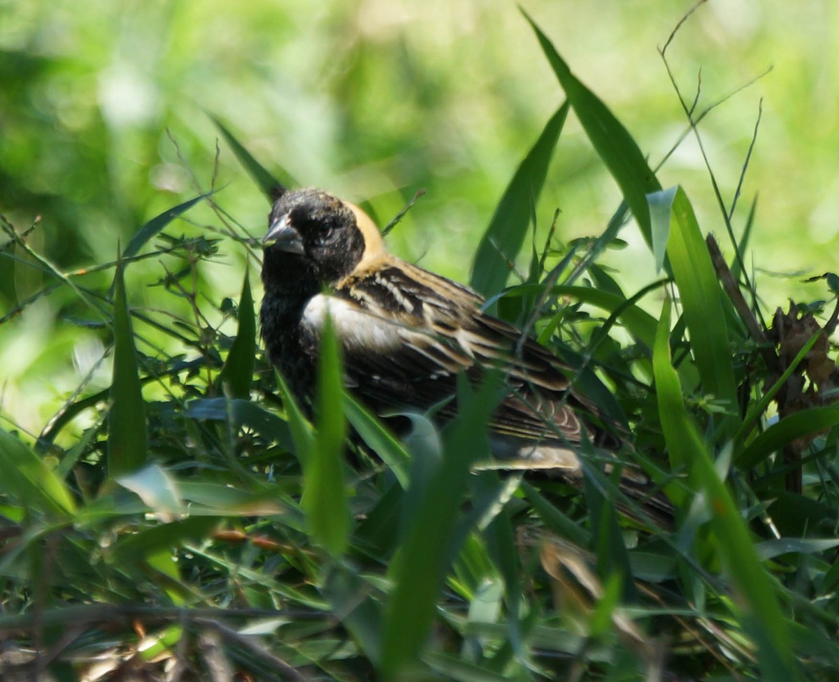 Bobolink - Teri Zambon True