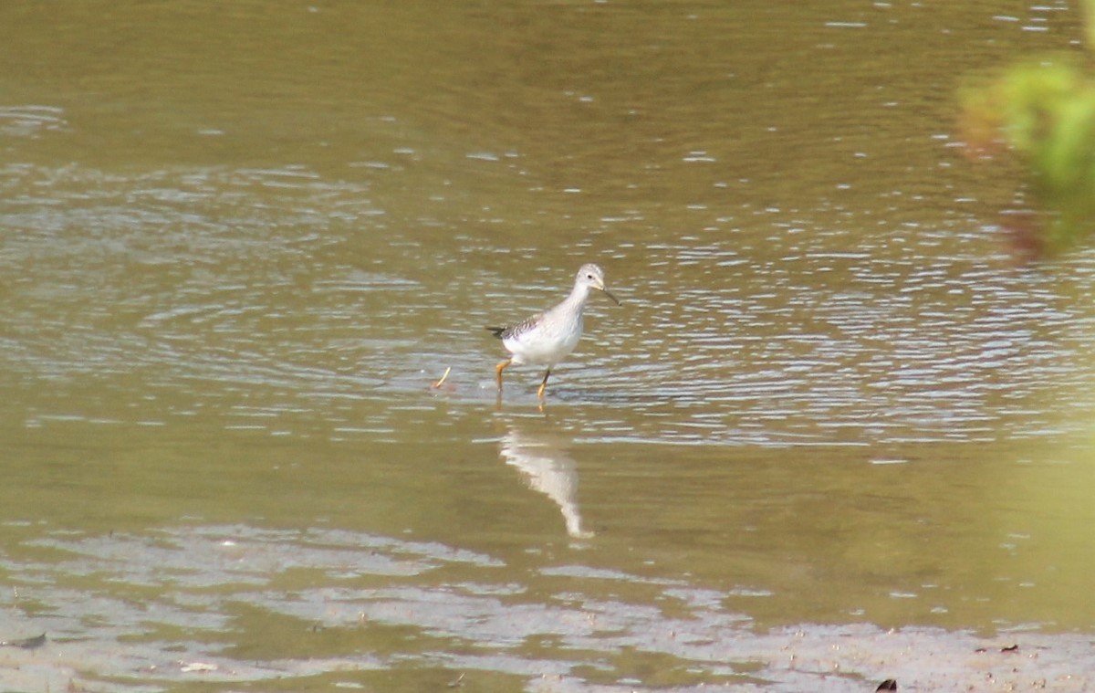 Lesser Yellowlegs - Paige O