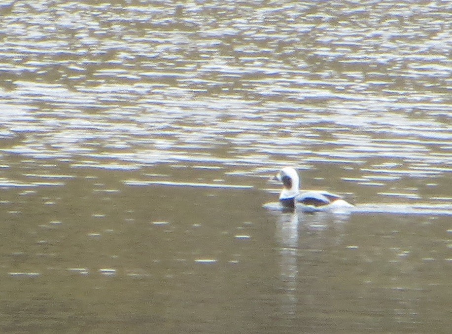 Long-tailed Duck - ML275415471