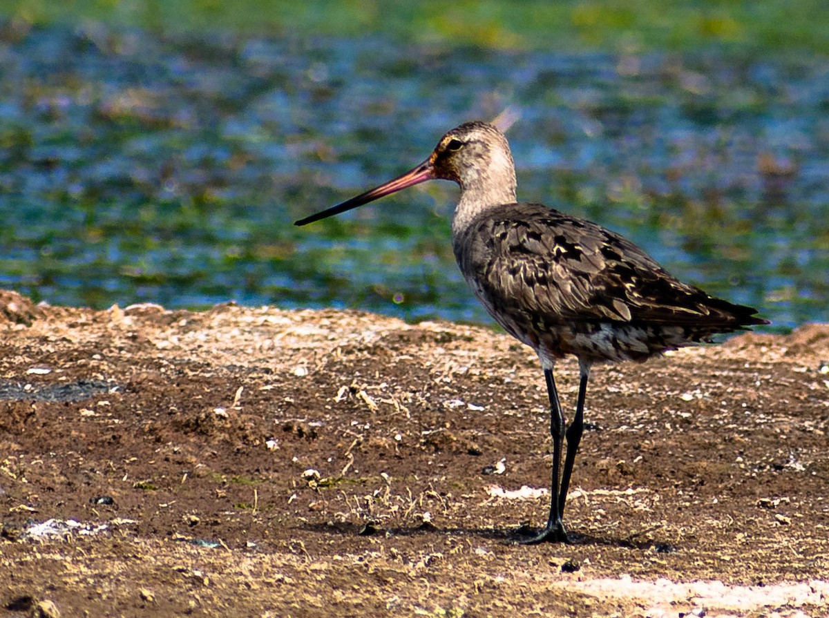 Hudsonian Godwit - ML275415851