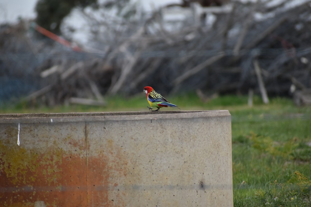 Eastern Rosella - ML275416781