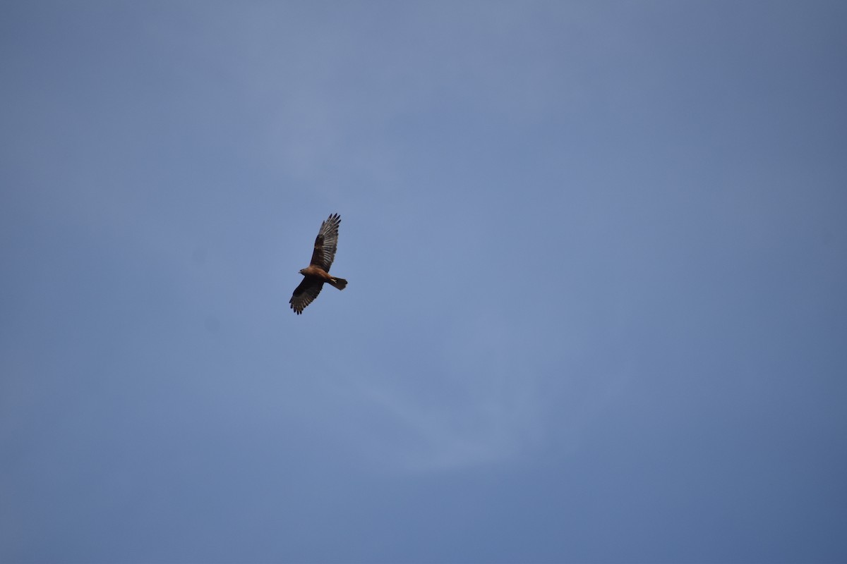 Swamp Harrier - ML275416861