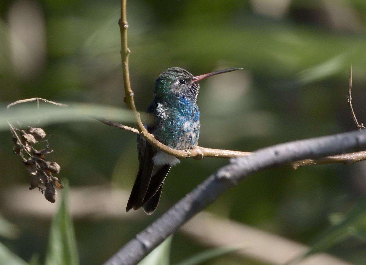 Broad-billed Hummingbird - ML275417941