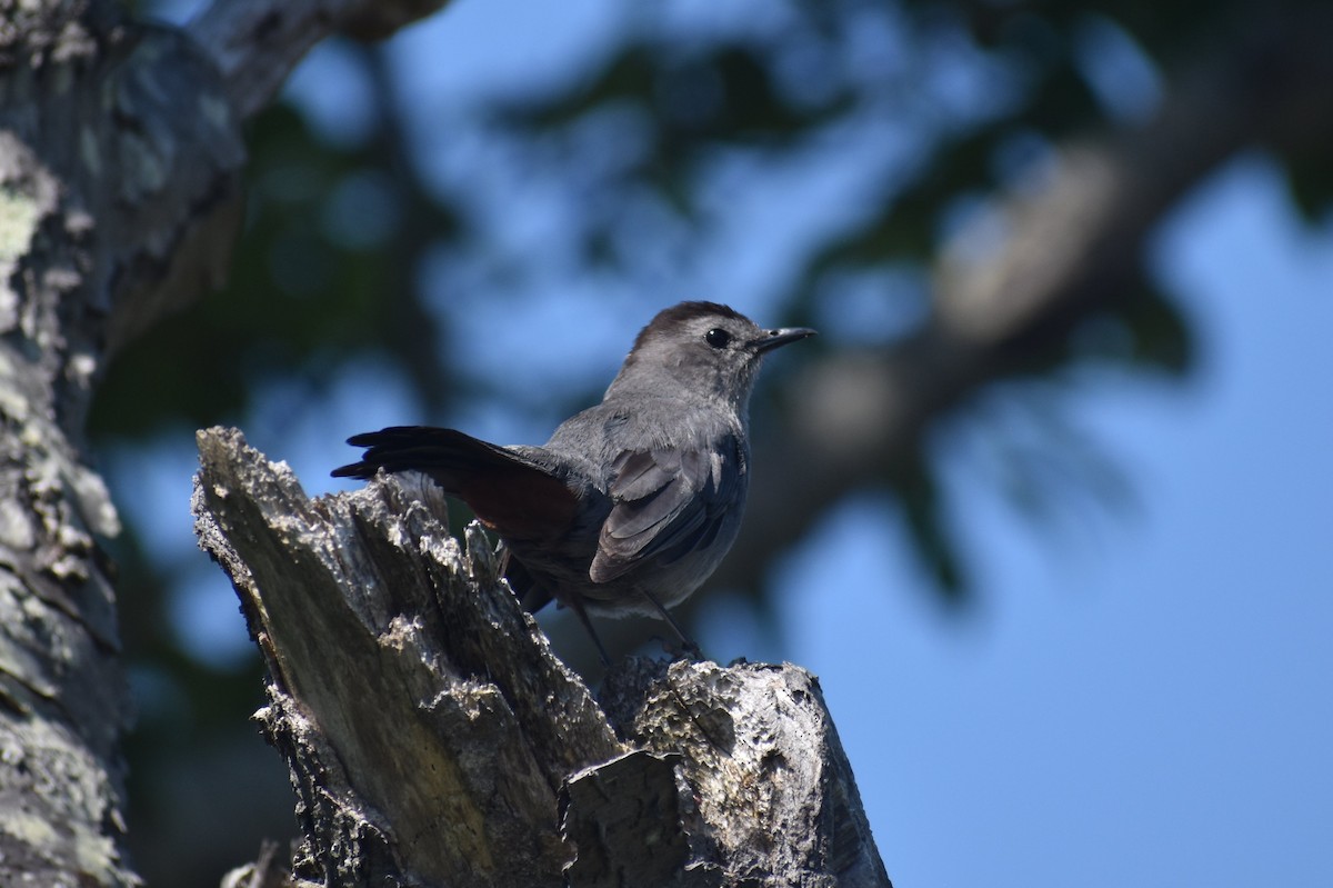 Gray Catbird - ML275418261