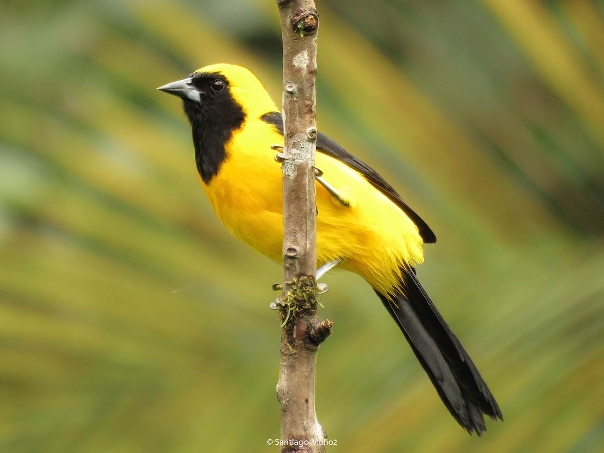 Yellow-backed Oriole - ML275419581