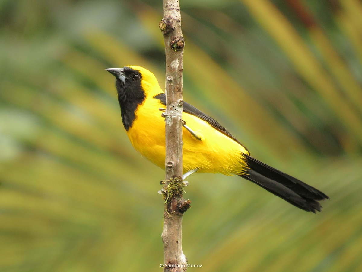 Yellow-backed Oriole - ML275419611